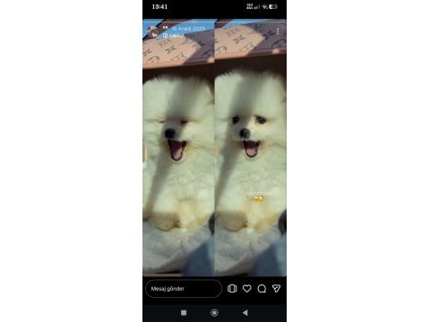 9 aylık pomeranian teacup dişi
