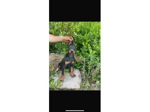 Orjinal doberman yavrularımız 