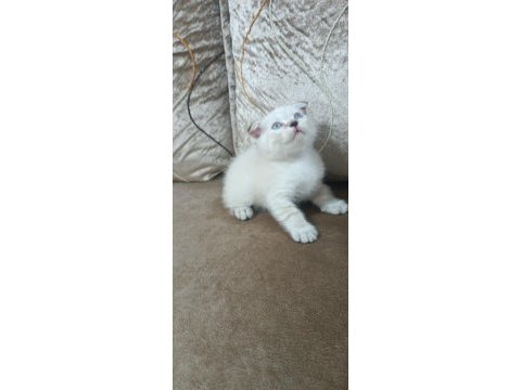 Scottish fold yavrumuz hazır