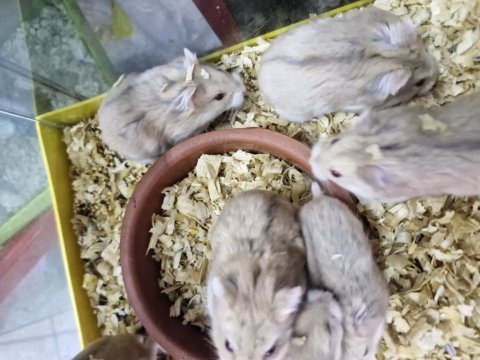 Hamster ele alışkın