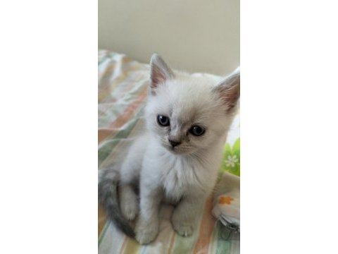 Sağlıklı british shorthair blue point yavrum