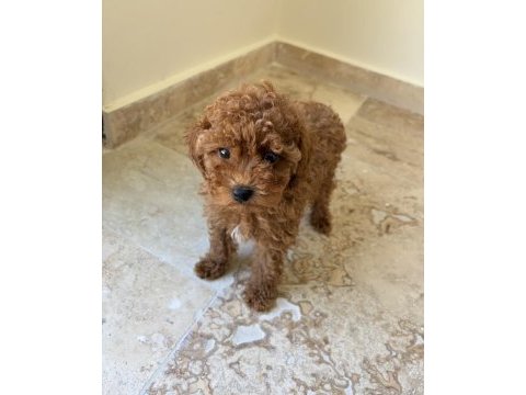 Toy poodle yavrumuz yeni ailesini arıyor