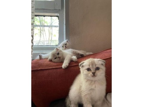 2,5 aylık scottish blue point yavruları