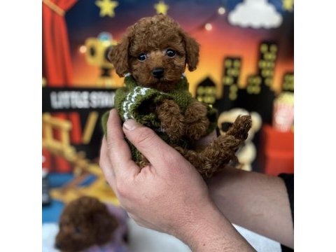 Toy poodle yavru