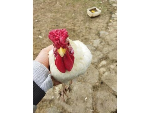 İspenç 5 parmak gül ibik horozlar