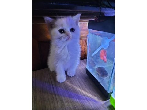 Dişi ve erkek british shorthair yavrular yer ısparta merkez