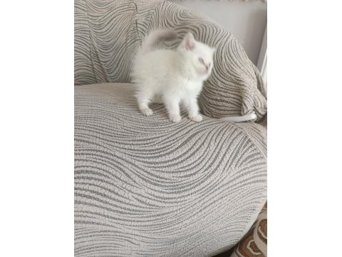 Mükemmel british shorthair bebekler