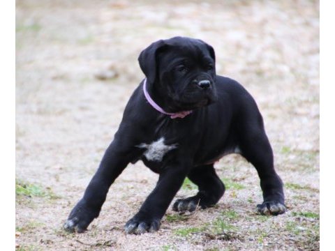 Fcı-kıf şecereli safkan cane corso yavrular