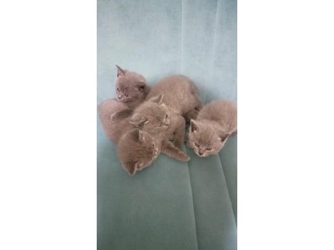 British shorthair yavrularımı sahiplendiriyorum
