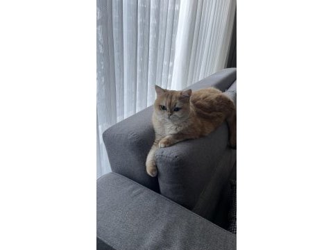 Golden british shorthair