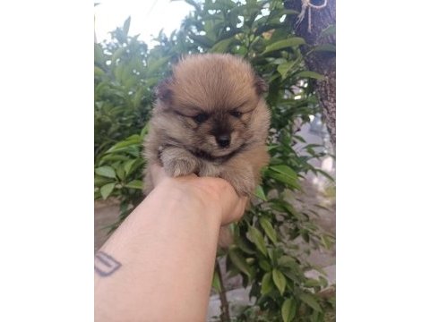 Tatlılık abidesi son 2 yavru 1 dişi 1 erkek pomeranian