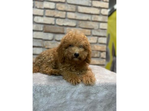 Toy poodle yavrumuz 5 aylık dişi
