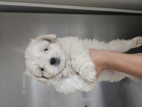 Maltese terrier minik köpekler