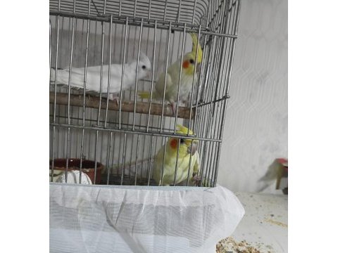 Evcil eğitimli sultan papağanı yavruları