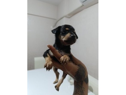 Erkek dişi pinscher yavrularımız