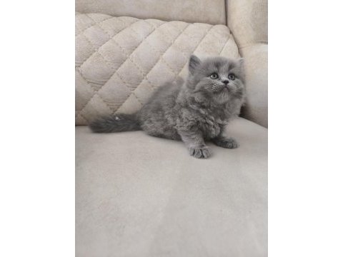 British shorthair şecereli orjinal yavrular
