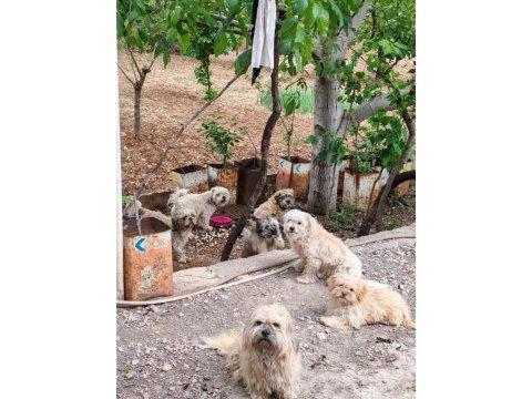 Maltese terrier ve shih-tzu