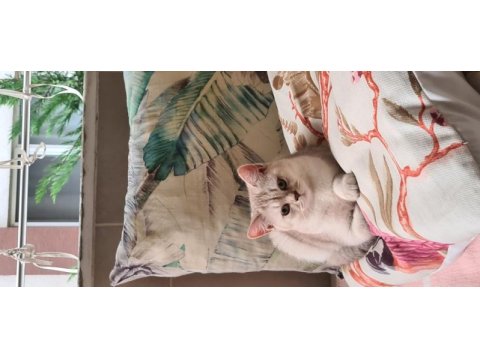 Yetişkin british shorthair silver erkek