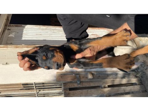 Kaliteli doberman yavruları