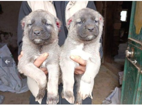 Safkan kangal yavrusu köpeğimiz