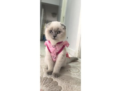 Blue point scottish fold