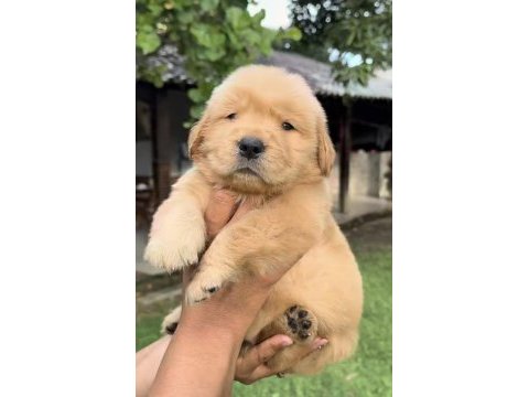 A++ kalite golden retriever yavrular
