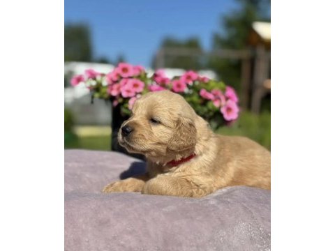 Sevimli golden bebeklerim