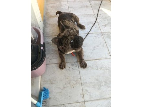 Erkek 1.5 yaşında french bulldog