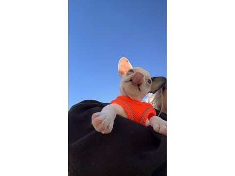 French bulldog dişi 5 aylık