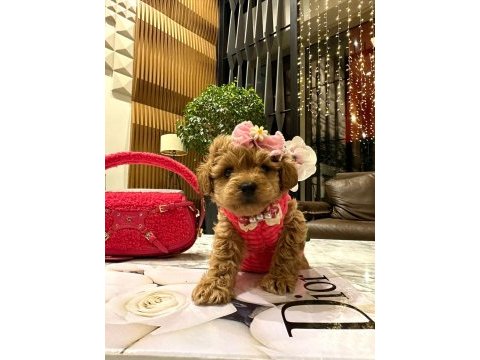 Korenin güzeli maltipoo 0 boy mona