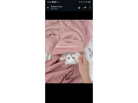 Chinchilla yavrularımıza aile arıyoruz