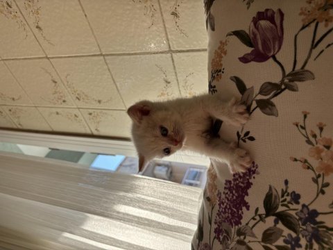 Erkek british shorthair çok tatlı yavru