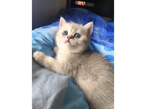 Safkan british dişi erkek bebekler