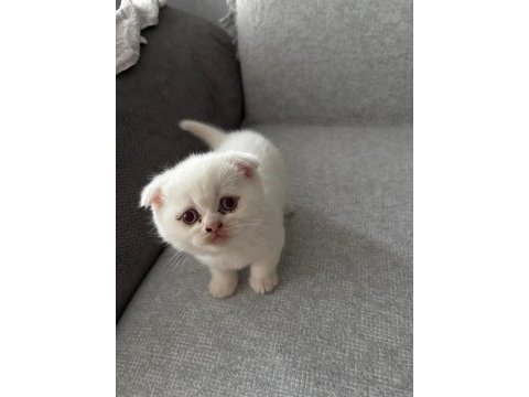 Pamuk scottish fold prensesim yuva arıyor