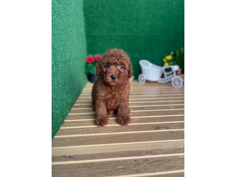 Toy poodle bebekler referans yavru