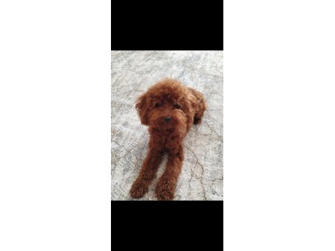 Sağlık ve kilo garantili kore poodle yavrularımız
