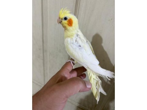 47 günlük full evcil lutino bebek sultan papağanı