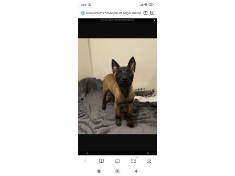 Oyuncu belçika kurdu yavrular