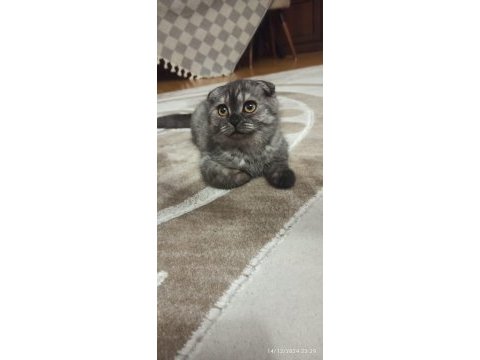 Dünya tatlısı scottish fold kızımız yeni yuvasını arıyor