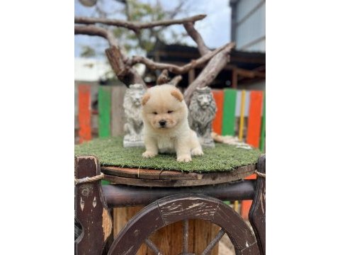 Üst kalite çin aslanı chow chow yavruları