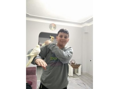 Sultan papağanı sağlıklı ve eş görmemiş