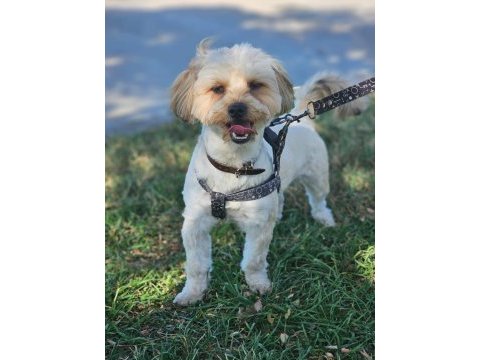 Morkie erkek