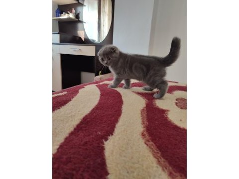 2 aylık scottish fold yavrularımıza yuva arıyoruz