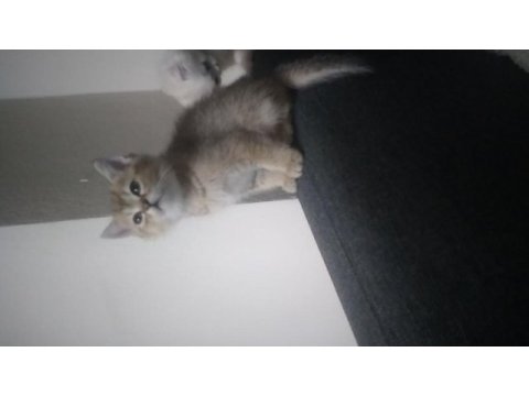 Paşa iki aylık british shorthair