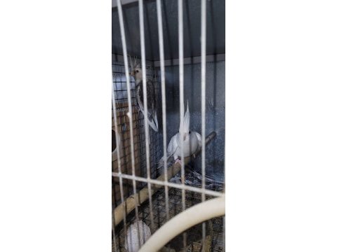 Ev üretimi kendi sultan papağanı kuşlarım