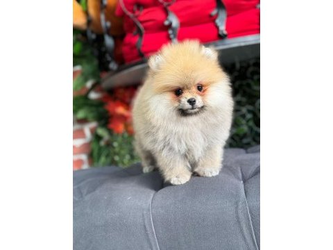 Üretim çiftliğinden orjinal pomeranian boo