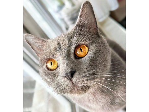 British shorthair cinsi kedimi sahiplendirmek istiyorum