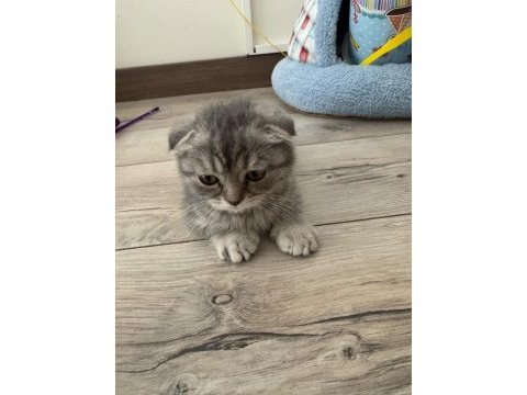 Scottish fold 2 aylık