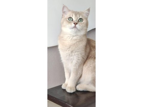 11 aylık ay12 dişi british shorthair