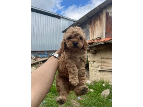Maltipoo kalite yavrular ırk sağlık garantili